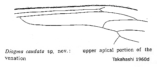 wing