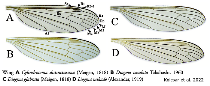 wing