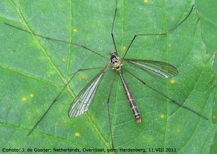 habitus - female