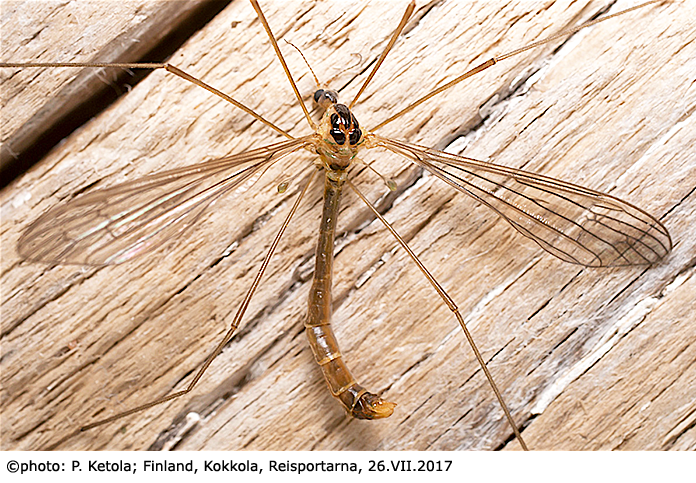 habitus - female