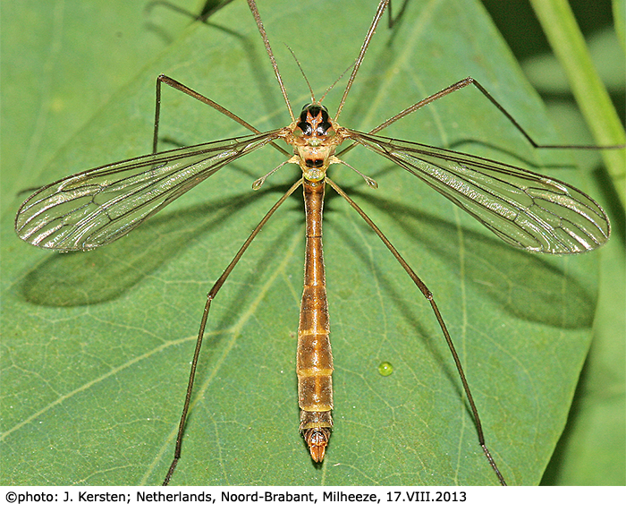 habitus - female