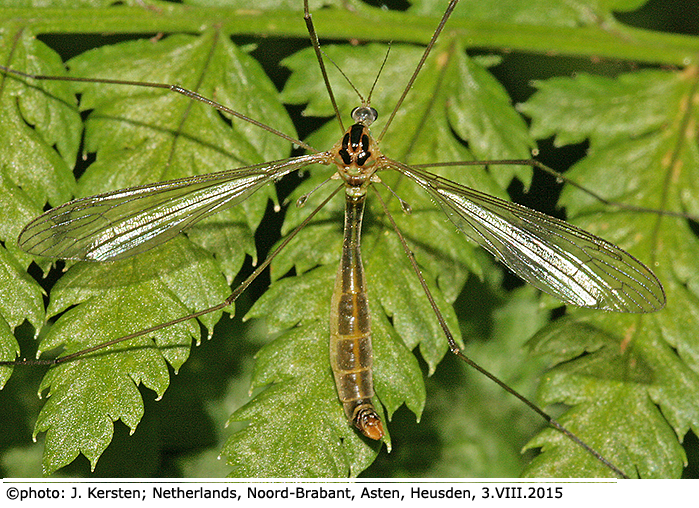 habitus - female
