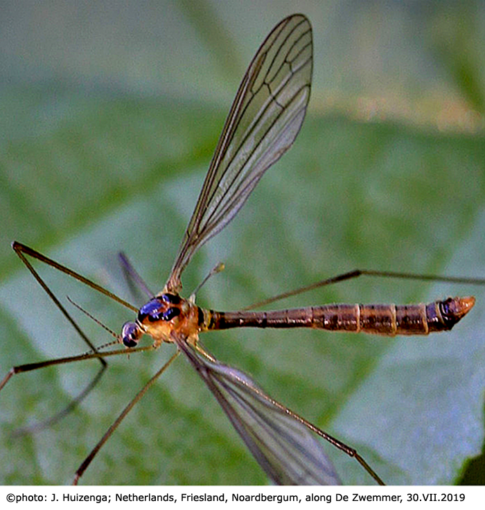 habitus - female