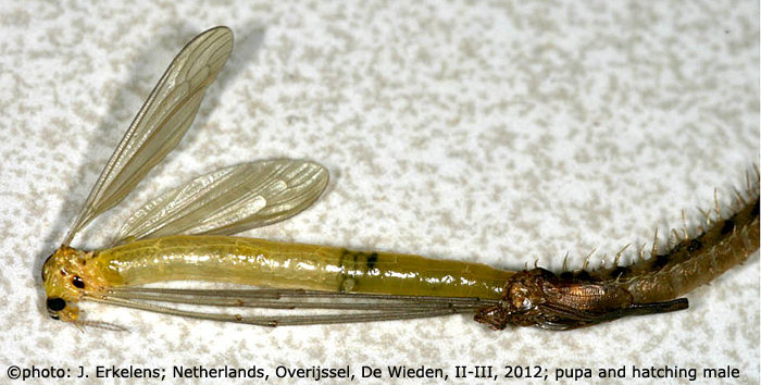 habitus - male