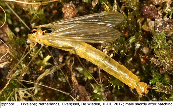 habitus - male