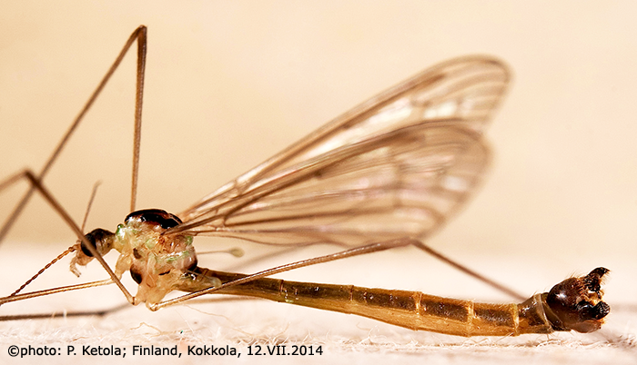 habitus - male