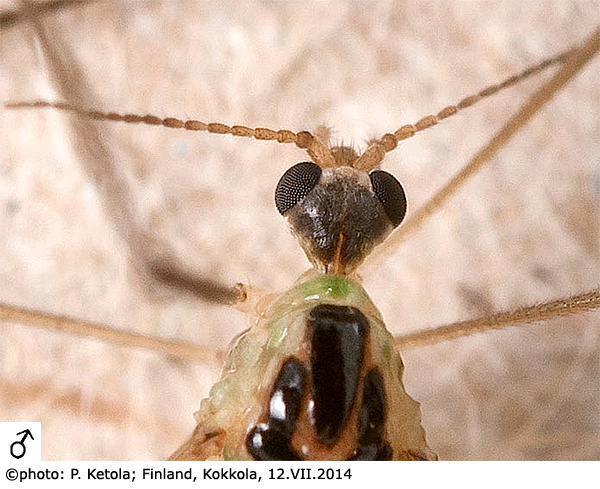 body part(s) - head and antenna