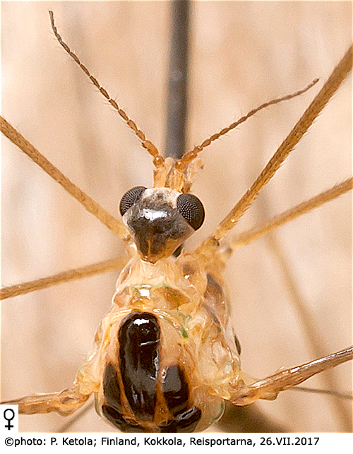 body part(s) - head and antenna