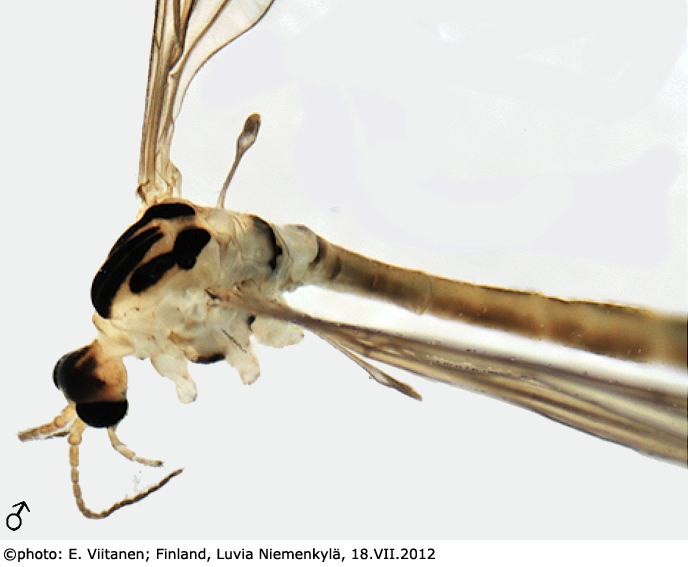 body part(s) - head and thorax