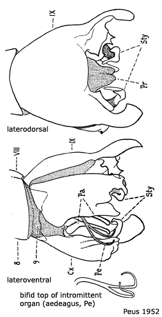 hypopygium