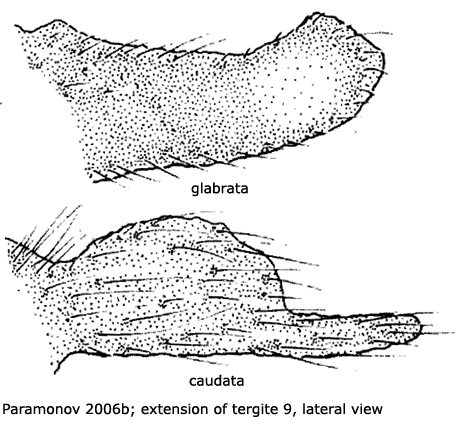 hypopygium