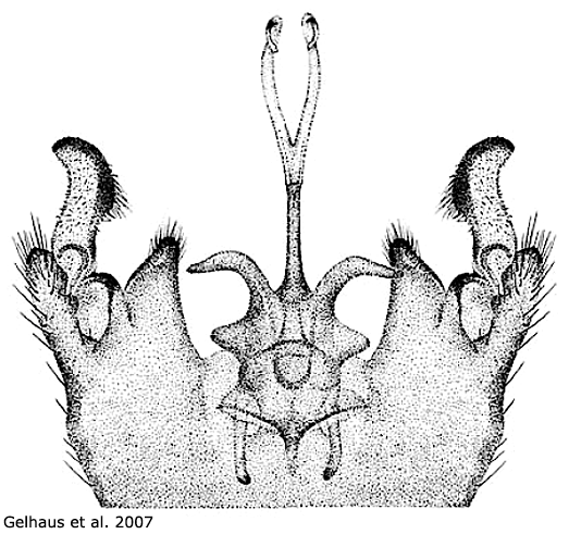 hypopygium