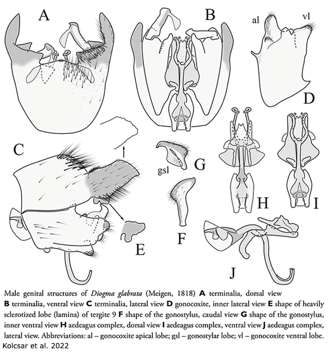 hypopygium