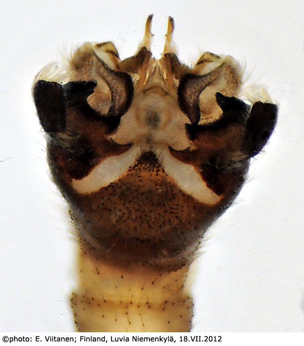 hypopygium
