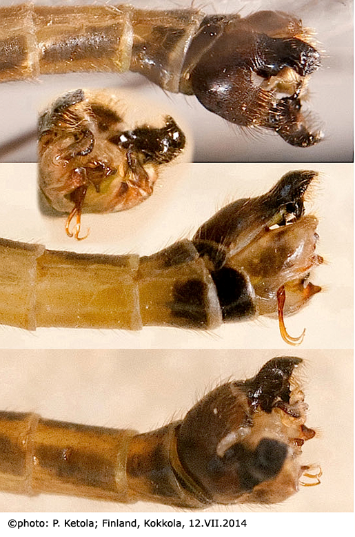 hypopygium