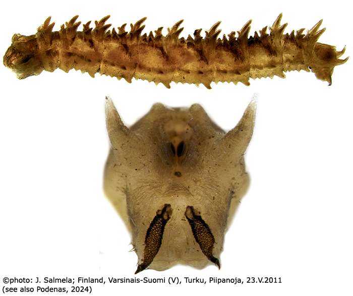 larva