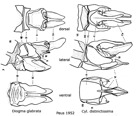 ovipositor