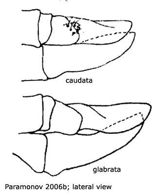 ovipositor