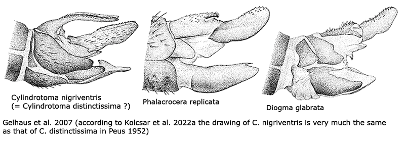 ovipositor