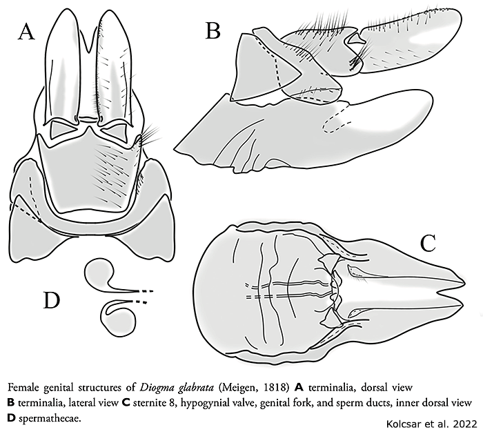 ovipositor