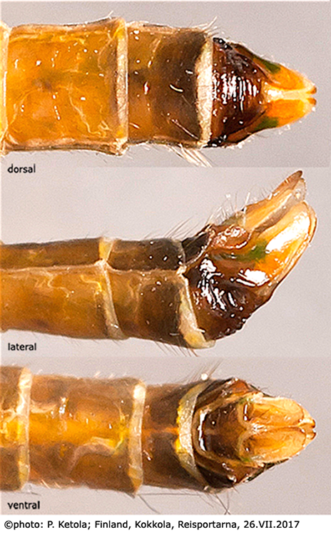 ovipositor