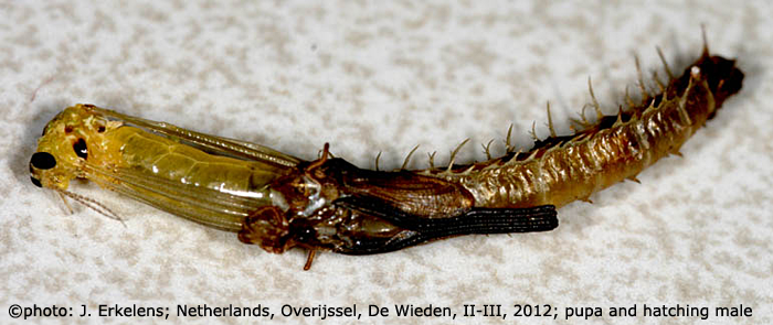 pupa
