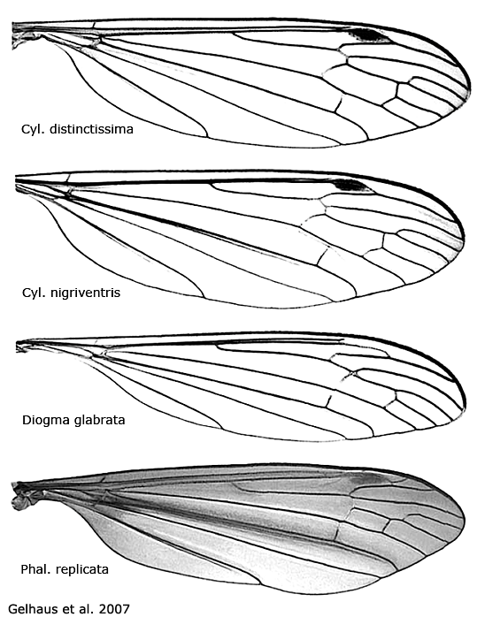wing