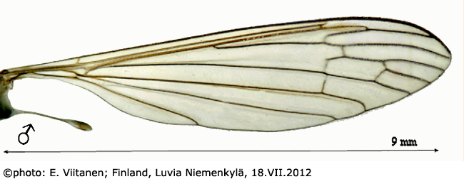 wing