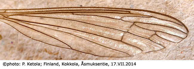 wing