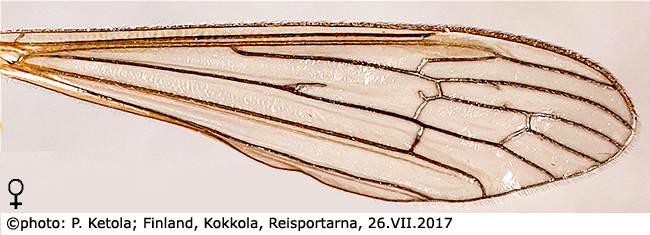 wing