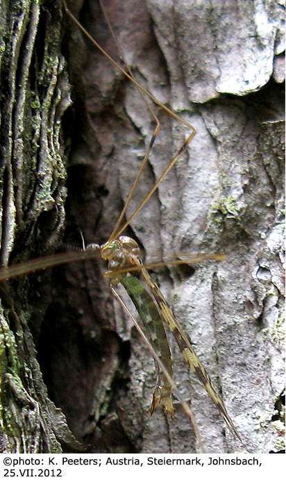 habitus - female