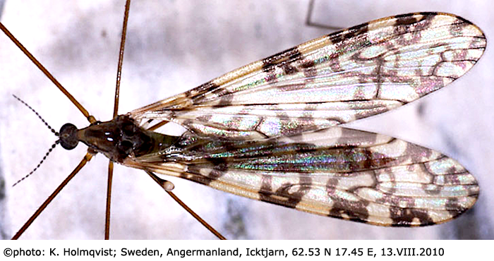 habitus - female