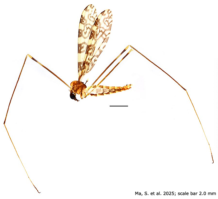 habitus - male