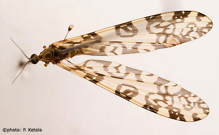 habitus - male