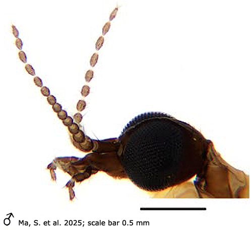 body part(s) - head and antenna