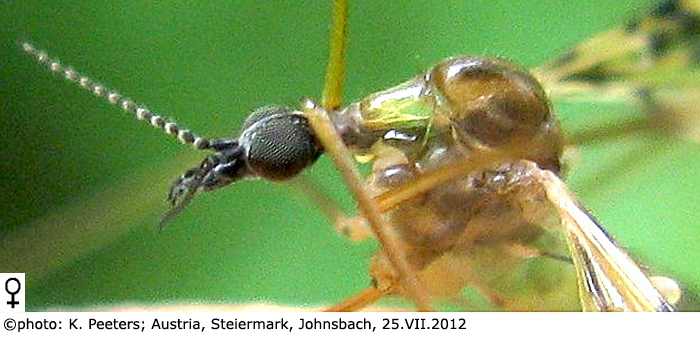 body part(s) - head and thorax