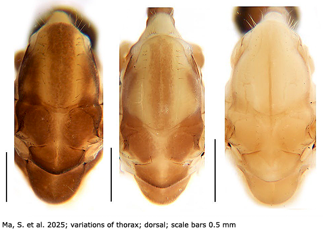 body part(s) - thorax