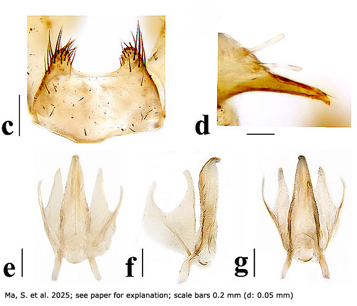 hypopygium