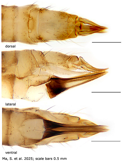 ovipositor