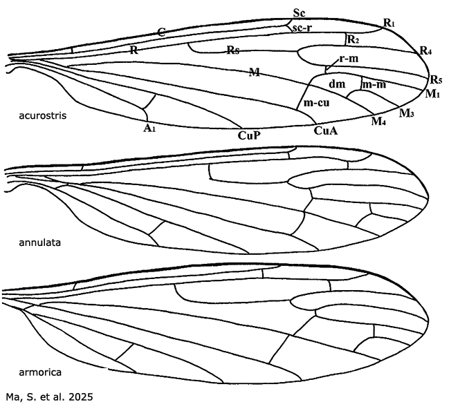 wing