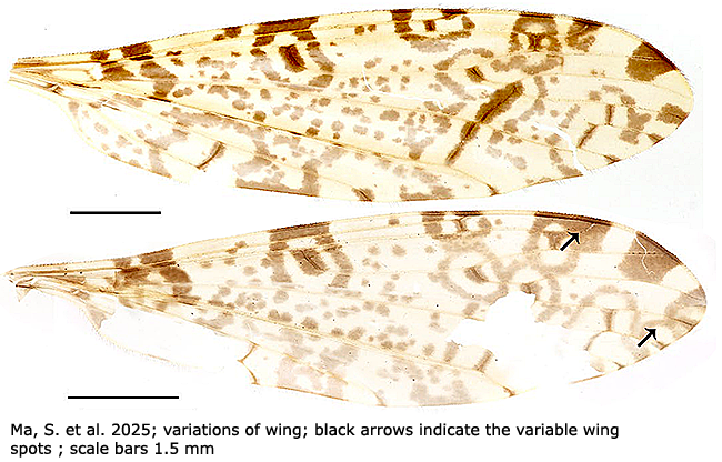 wing