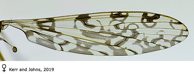wing