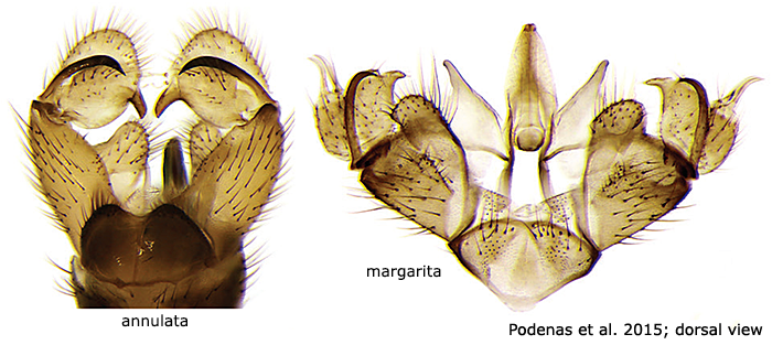 hypopygium