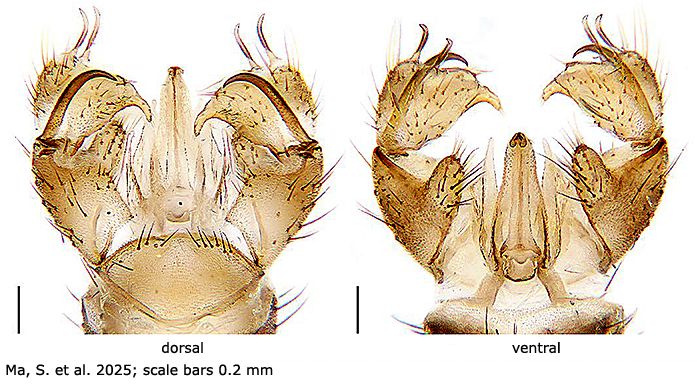 hypopygium