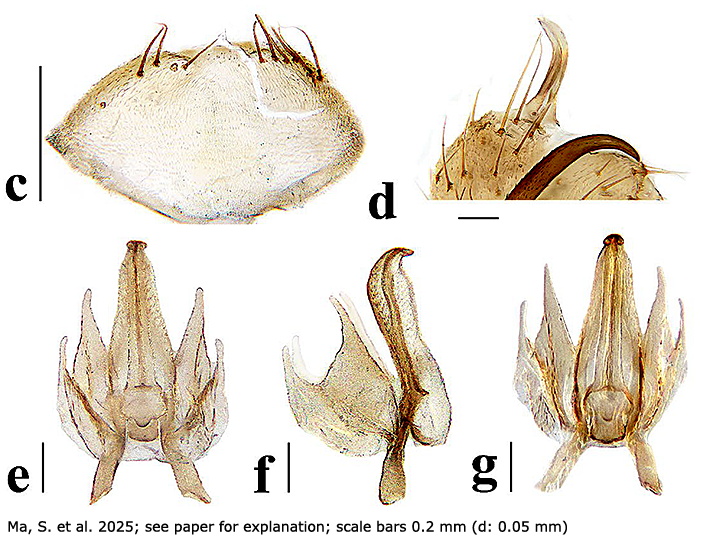 hypopygium