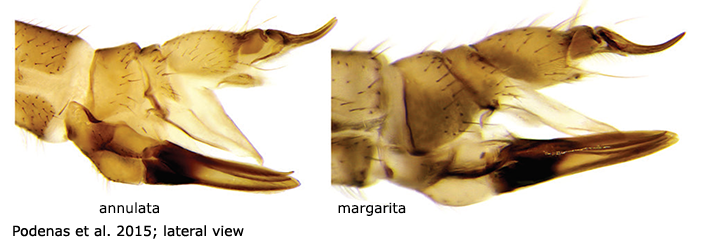 ovipositor