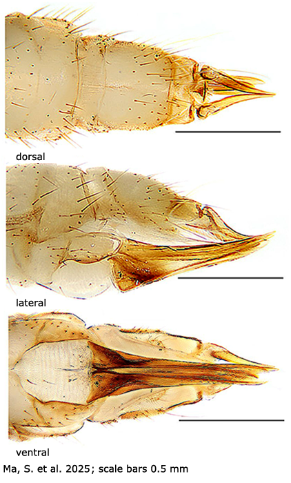 ovipositor