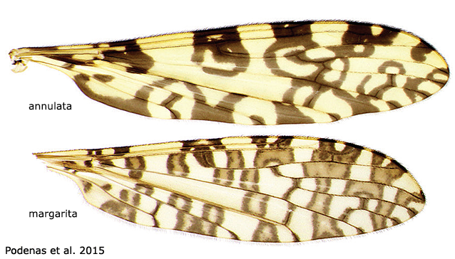 wing