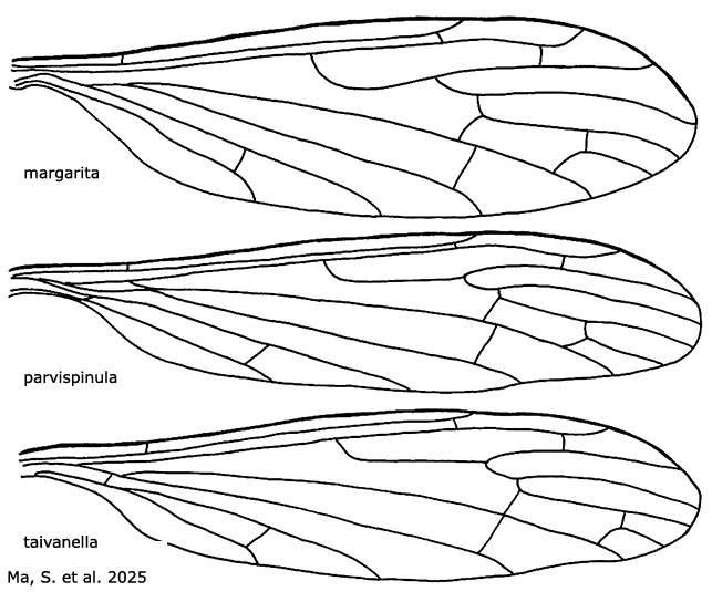 wing