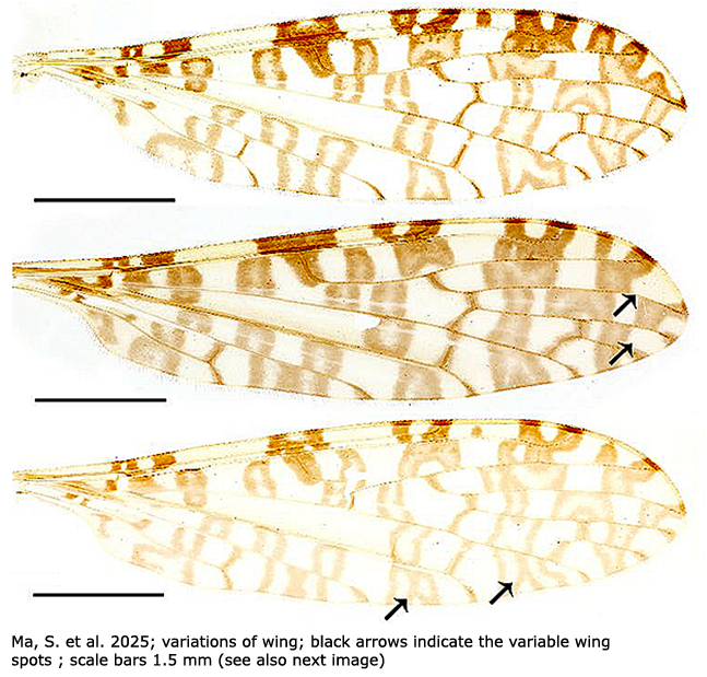 wing